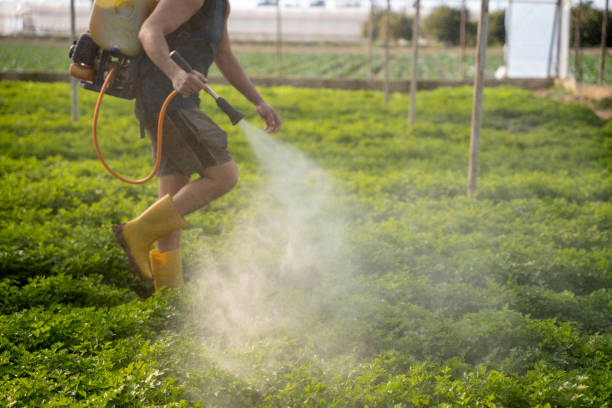 Best Wasp Removal Services  in Buena Vista, MI