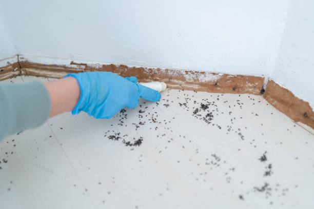 Best Emergency Pest Control  in Buena Vista, MI