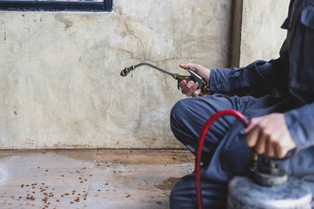 Best Rat Extermination Near Me  in Buena Vista, MI